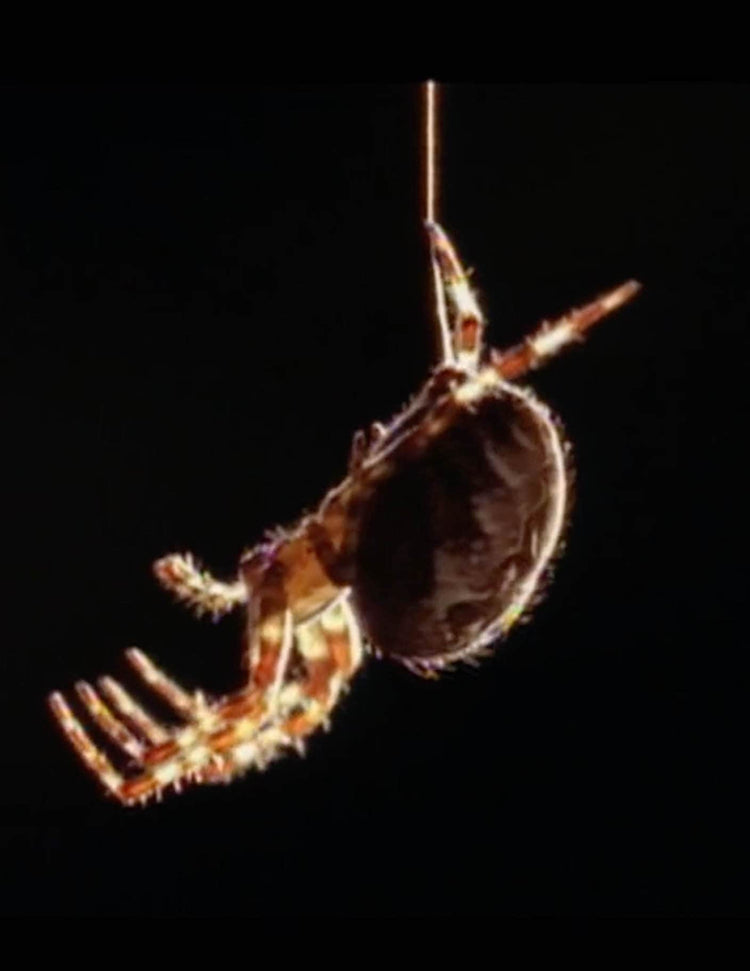 Beyond Invention: Animal Inspired Innovations