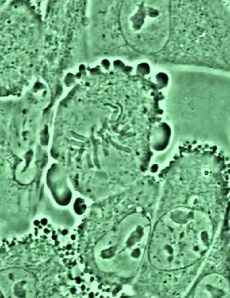 Beyond Invention: Cloning