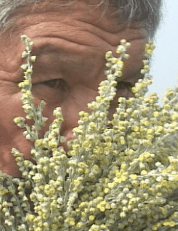A Family Tree Narrative: Lavallee of the Piapot