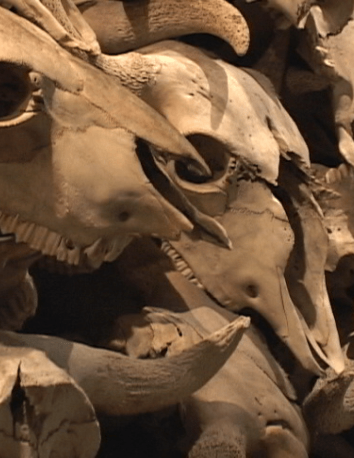 A Family Tree Narrative: Hungry Wolf of the Blood Tribe