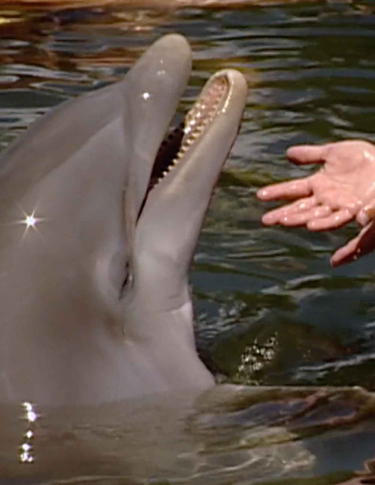 Healing with Animals: Dolphin Therapy