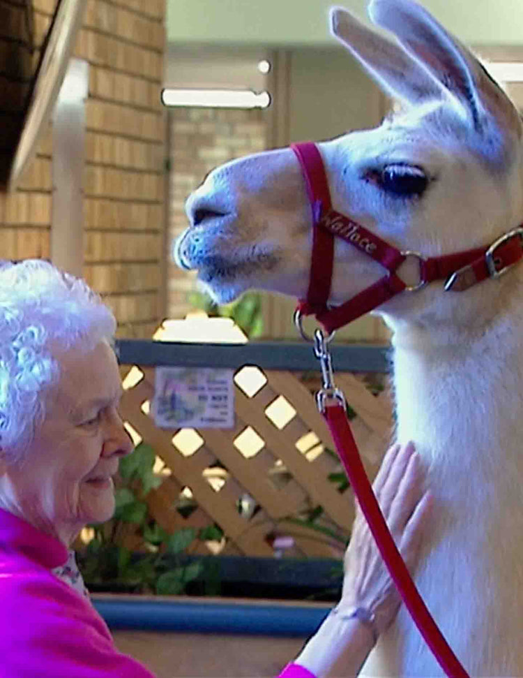 Healing with Animals: Geriatric Care