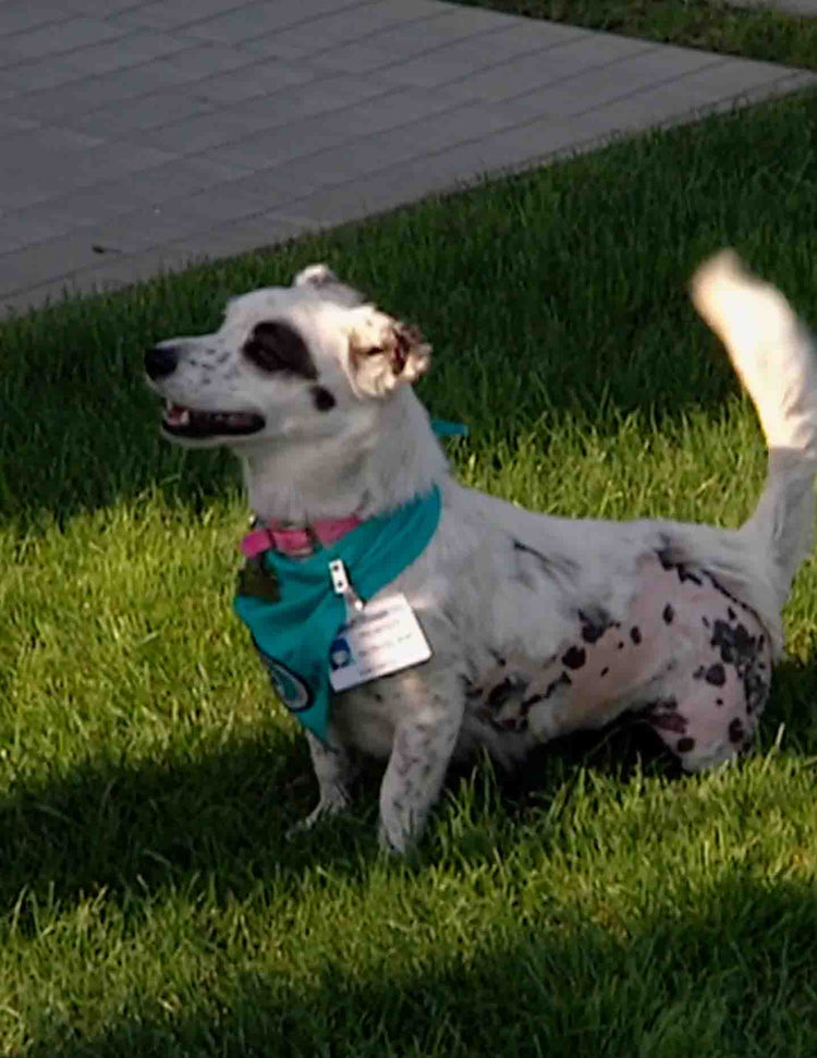 Healing with Animals: Pain Management