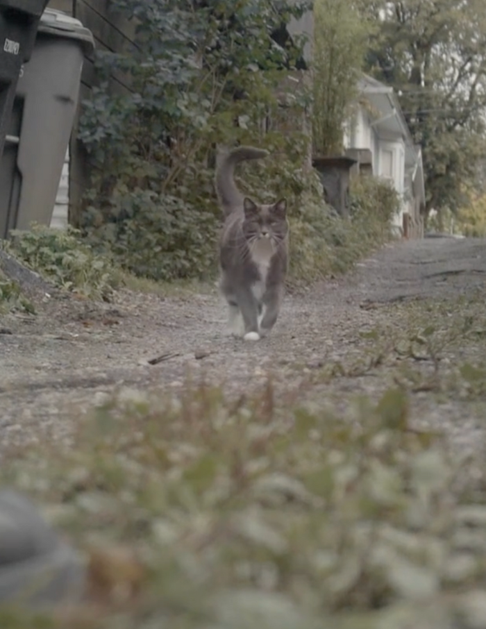 The Day My Cat Saved My Life