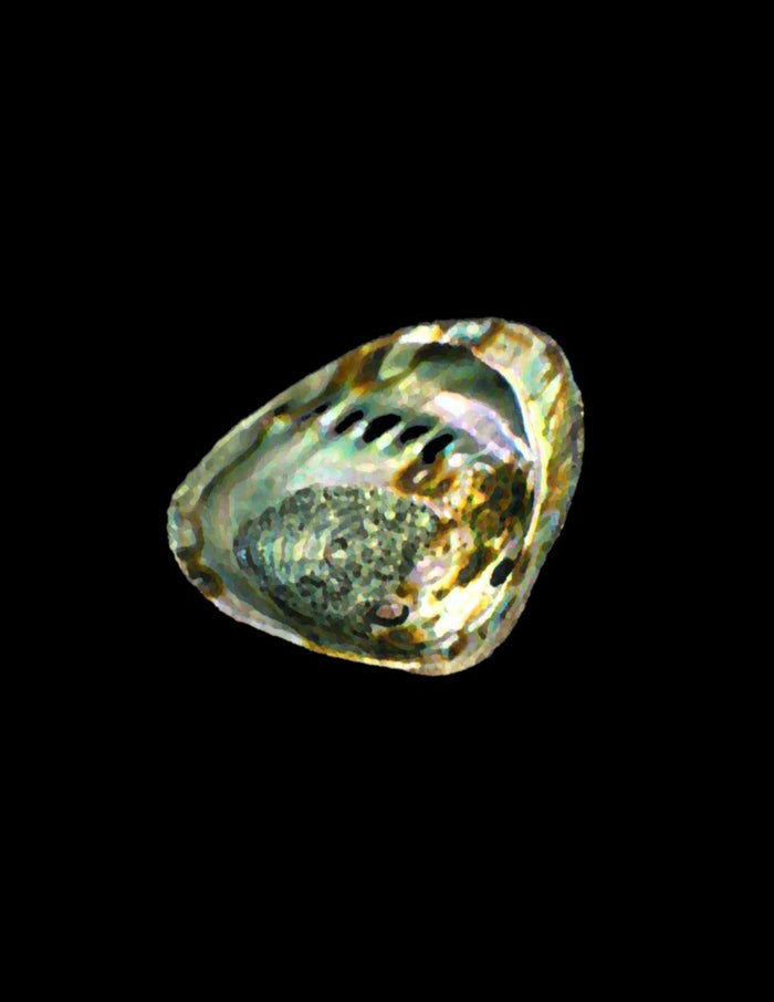 Abalone Odyssey