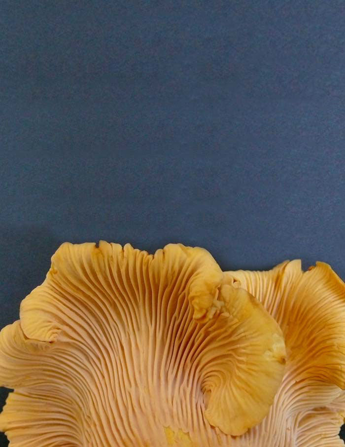 Chanterelle Rain