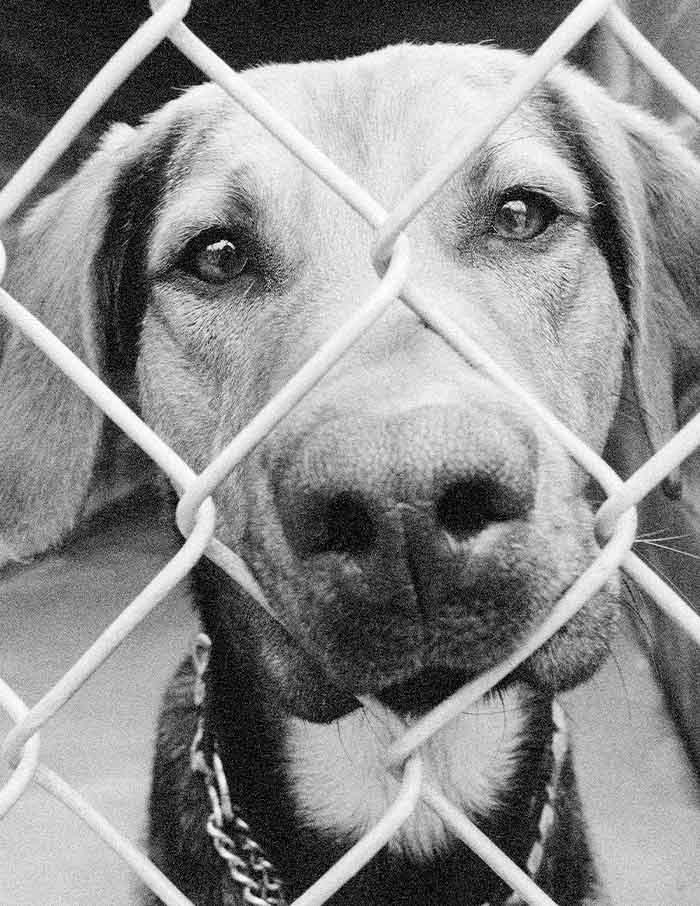 K-9 Corrections