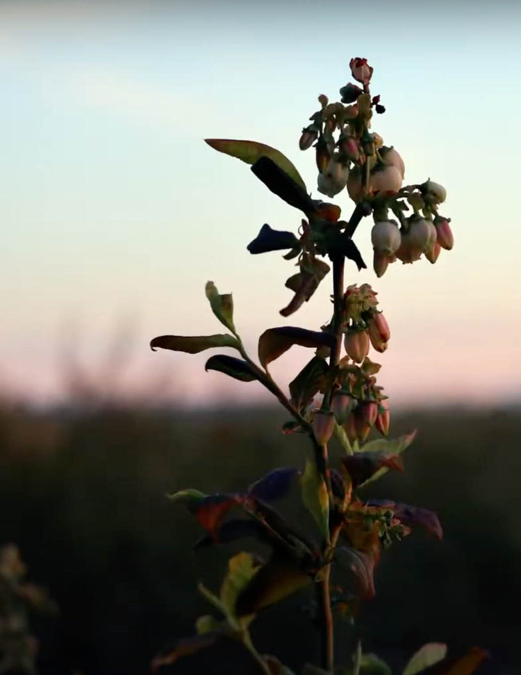 Lost Years: How Canada extracts the lives of migrant farm workers