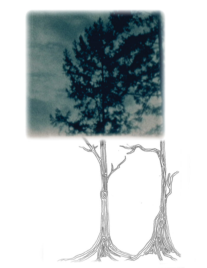 Growth Rings