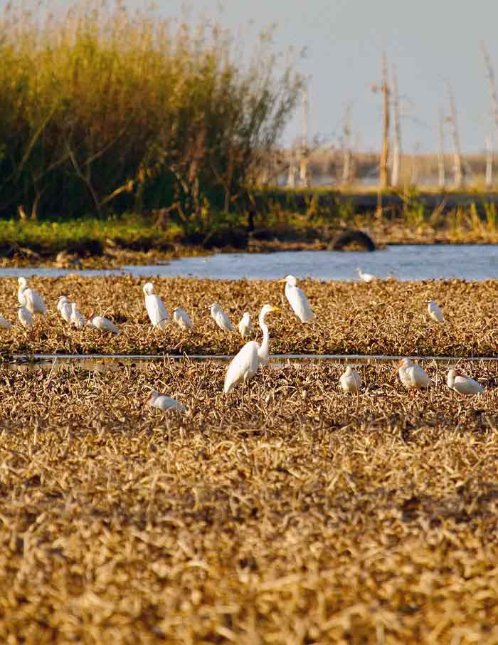 SAMAQAN: Water Stories (Series 2), The Gulf Story, Part 1
