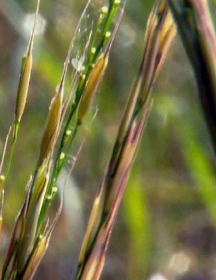 SAMAQAN: Water Stories (Series 2), Wild Rice
