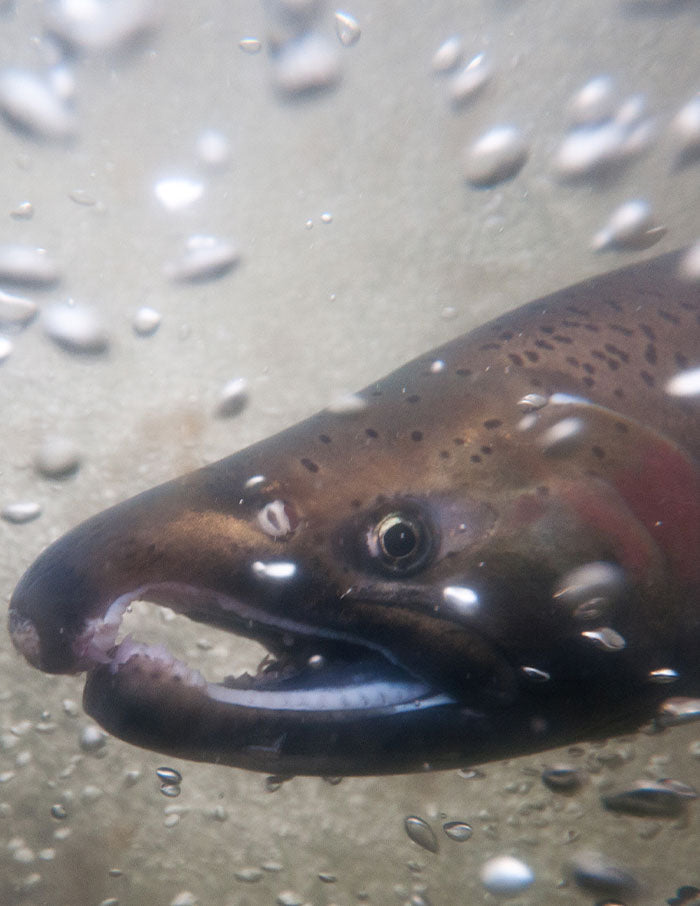 SAMAQAN: Water Stories (Series 3), Every Year the Salmon Come Back