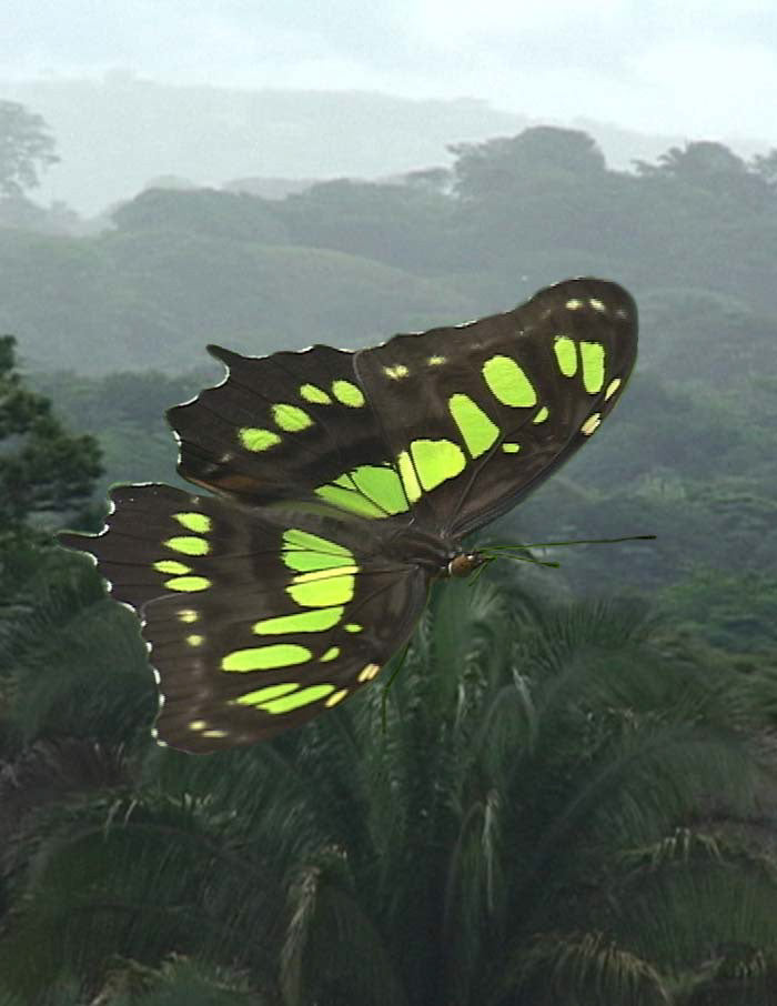 The Flight of BIRD