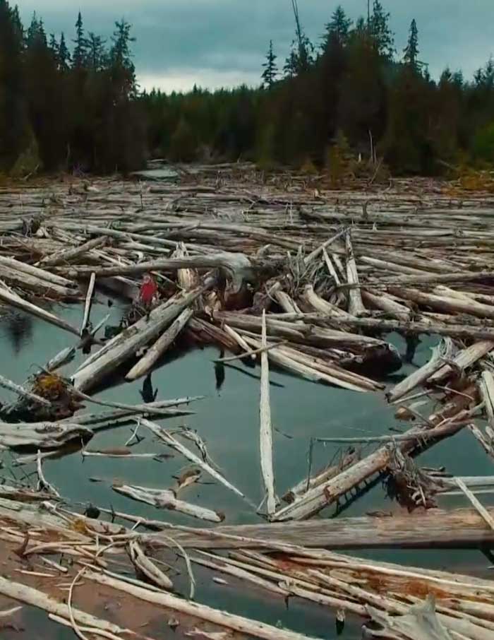 British Columbia: An Untold History, Nature + Co-Existence