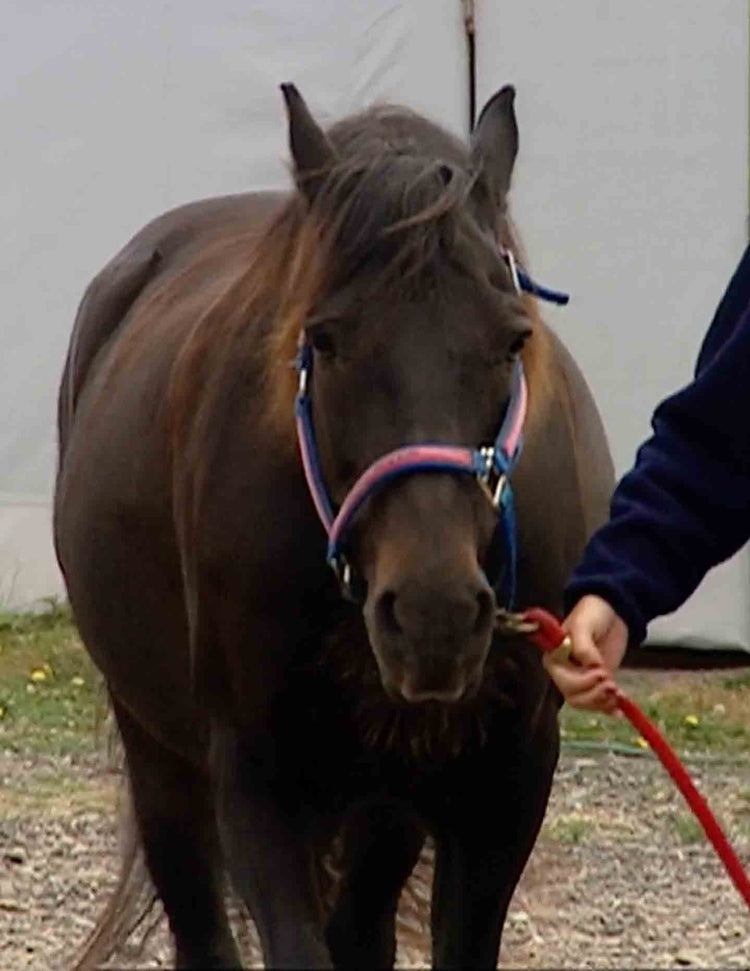 Healing with Animals, 10 Equine Assisted Therapy