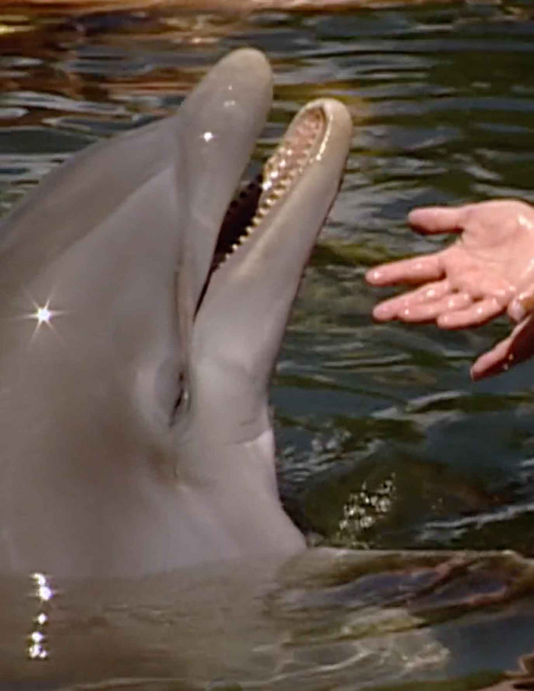 Healing with Animals, 04 Dolphin Therapy