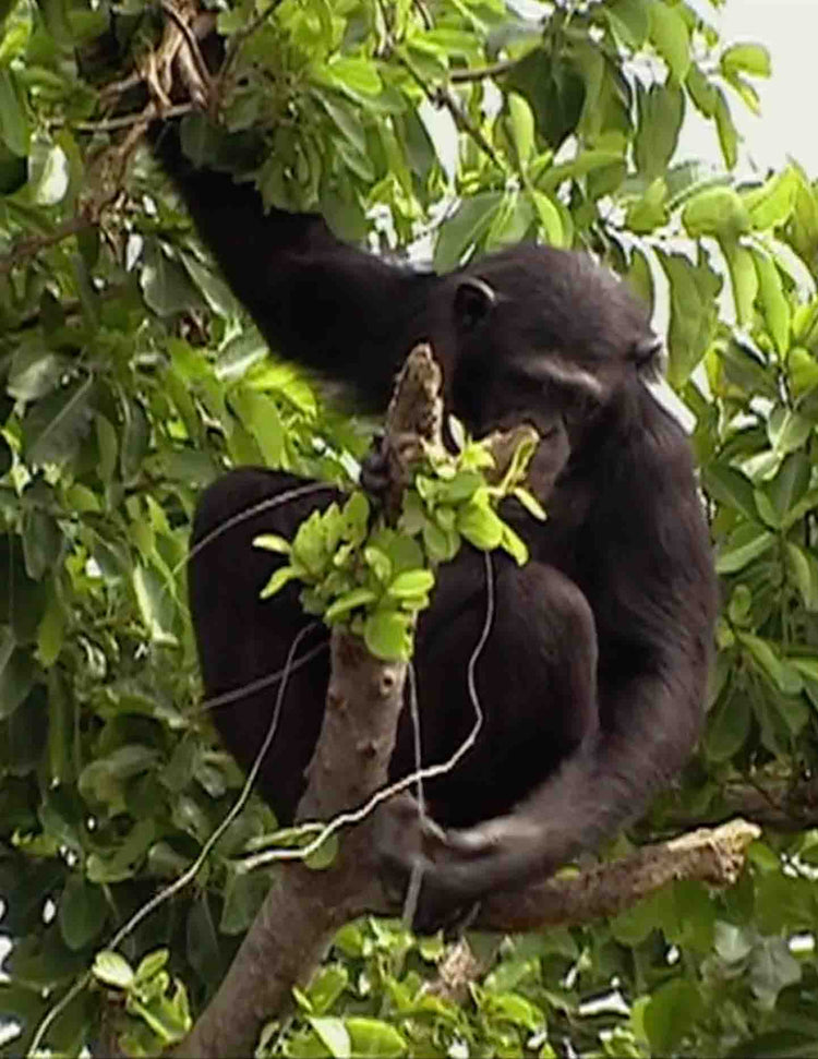 Sanctuary, A New Life for Research Chimps