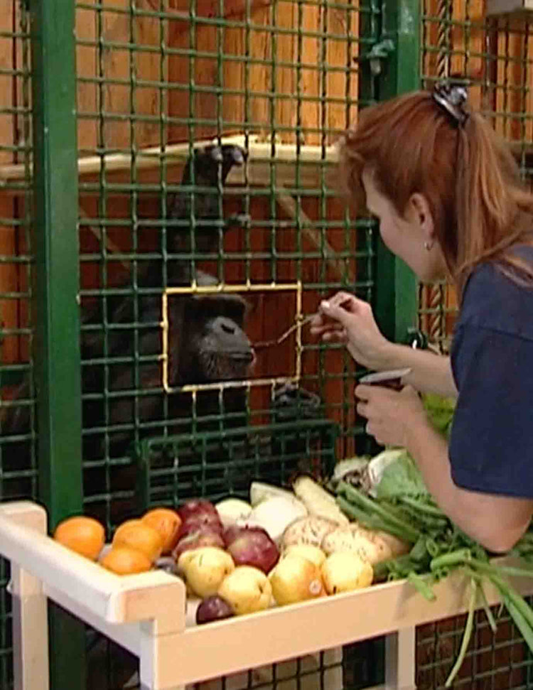 Sanctuary, A New Life for Research Chimps