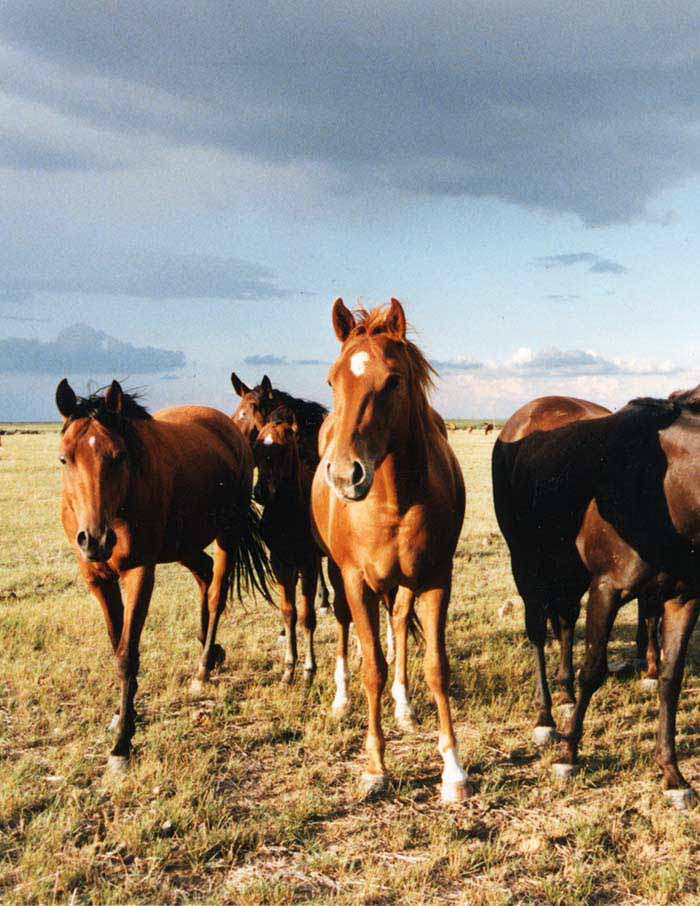 Neighbours, Wild Horses & Cowboys