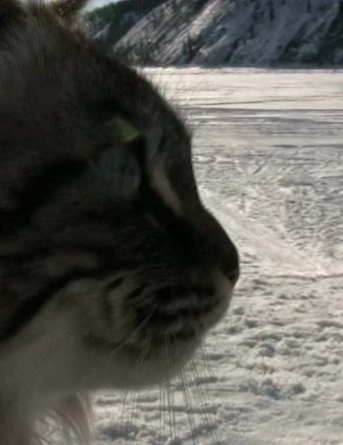 The Working Cat's Guide to the Klondike