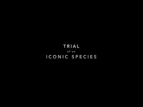 Trial of an Iconic Species